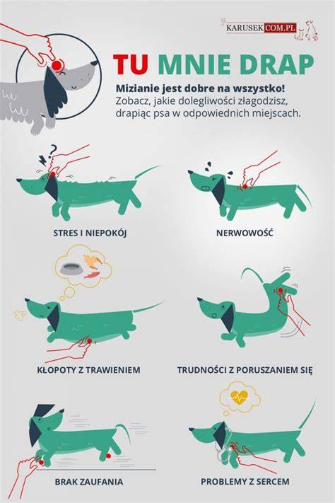 Infografika: Pravidlá stretnutí psa a mačky