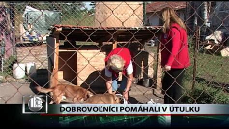 Dobrovoľníci pracujúci v útulku