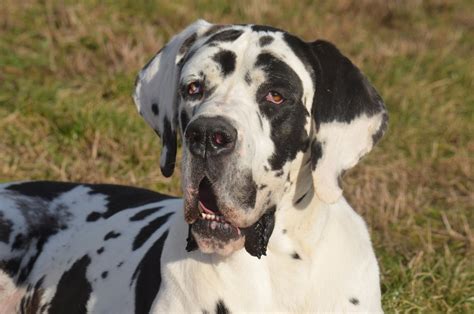 Sfarbenie nemeckej dogy harlekýn