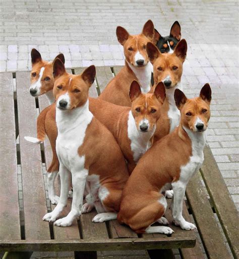 Basenji - príklad plemena s nízkou citlivosťou na štekanie
