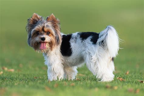 Obrázok: Biewer Yorkshire Terrier s dlhými trojfarebnými vlasmi