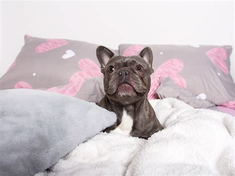 Pes a majiteľ v posteli