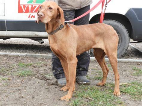 Vizsla in Not - pomoc pri umiestnení vyžíl mimo Maďarska