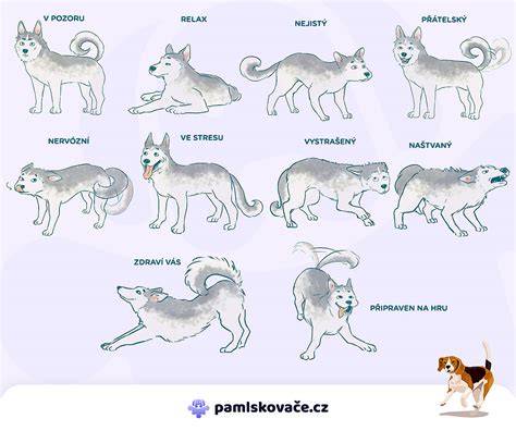 Infografika: Jazyk tela psa - Signály a interpretácia