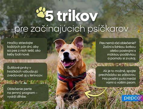 Infografika: Kritériá výberu psa pre záchranársky výcvik