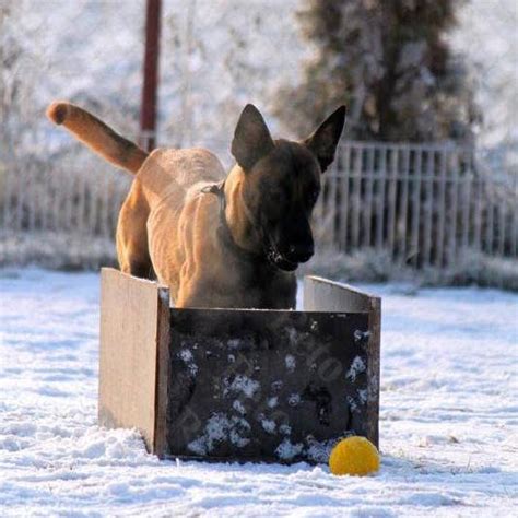 Pes jazdiaci zadkom po zemi (sánkovanie)