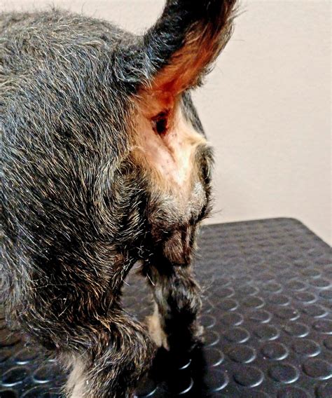 Veterinárny lekár manuálne vyprázdňuje análne žľazy psa