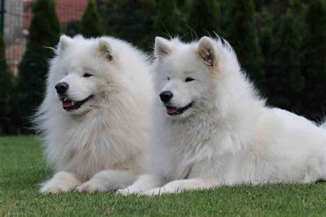 Samojed s typickým úsmevom
