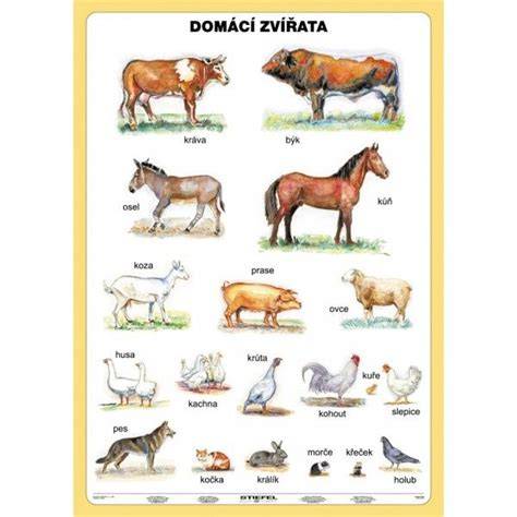 infografika_zoonózy_domáce_zvieratá