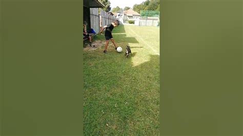 Pes hrá čuchovú hru