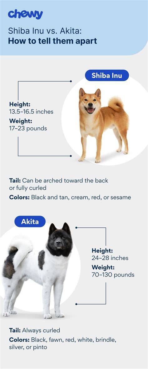 Infografika: Kľúčové potreby Akita Inu - socializácia, výcvik, pohyb, zdravotná starostlivosť