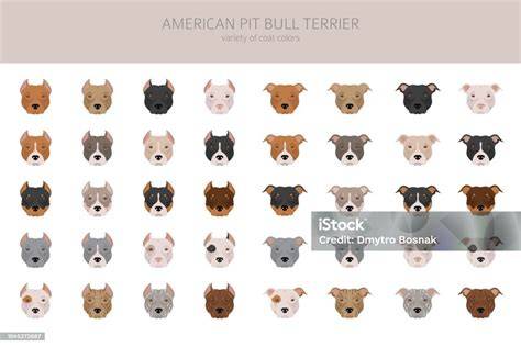 Infografika: VývojStaffordshire Bull Terrier a jeho paralely s inými plemenami