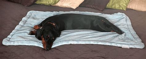 Ilustrácia psíka spinkajúceho v ortopedickom pelechu