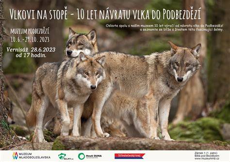 Infografika: Vlčie a vlčie podobné plemená a ich typické črty
