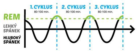 Infografika: Spánkové cykly psa a čo meniť v prostredí