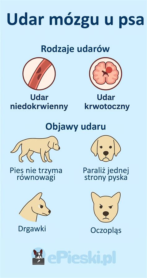 Ilustrácia mozgu psa