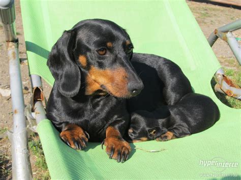 Pes pozerá majiteľovi do očí