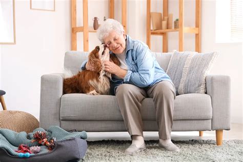 Starší pes s kognitívnou dysfunkciou