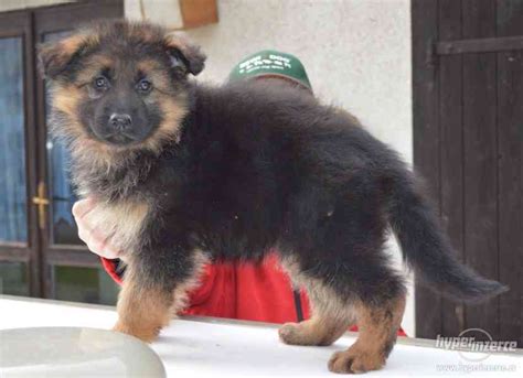 Štandardný vzhľad dlhosrstého nemeckého ovčiaka