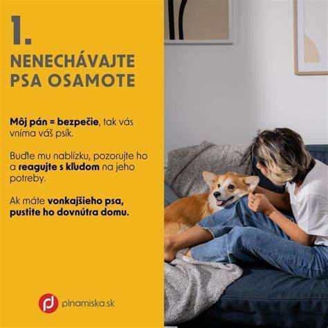 Infografika: Bezpečné prostredie pre psa počas Silvestra (tipy a opatrenia)