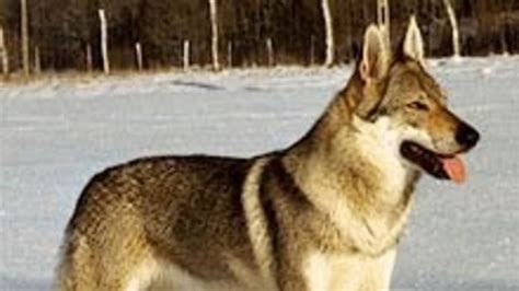 História československého vlčiaka - schéma vývoja