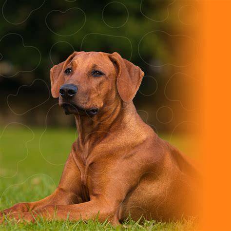 Infografika: Ridgeback - charakteristiky, výskyt a tipy na výcvik