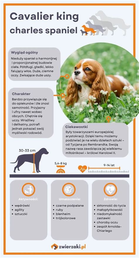Infografika: Charakteristiky Cavalier King Charles Spaniel (veľkosť, farby, hmotnosť, plemenné vzory)