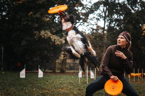 Schéma hodnotenia v freestyle dogfrisbee