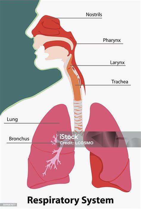 Anatomie psího dýchacího systému