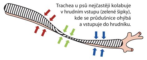 Ilustrace tracheálního kolapsu u psa