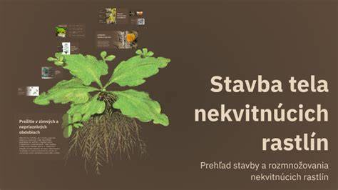 Infografika: Všeobecný profil austrálskeho ovčiaka (stavba tela, výška, farby, pohyb)