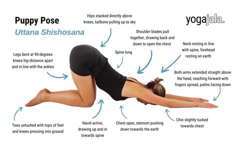 Infografika znázorňujúca krok za krokom vstup do pózy Uttana Shishosana a následné vyrovnanie chrbtice