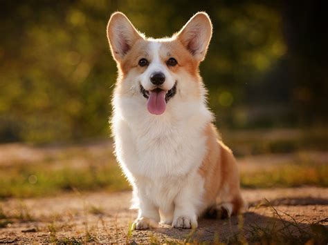 Fotografia Pembroke Welsh Corgi: krátky chvost, jasný výraz, typická póza s hlavou hore a oči upriamené dopredu.