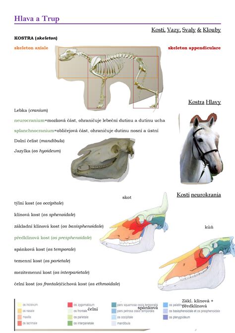 Infografika: Základná kostra psa (hlava, trup, končatiny, chvost)