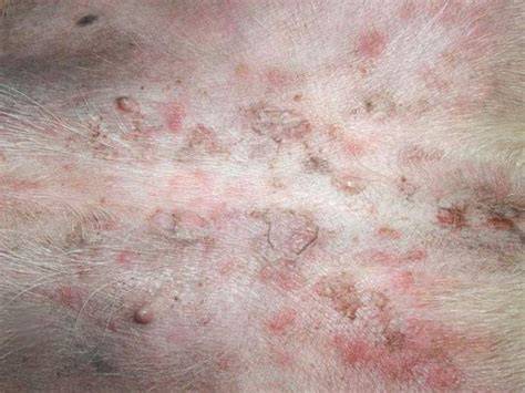 Obrázok dermatitídy psov: začervenanie, škriabanie a vyrážky