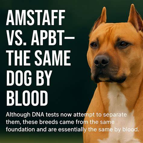 Infografika: Rozdiely medzi Amstaff a APBT
