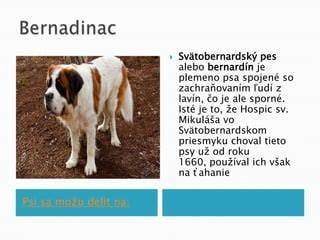 Obrázok: Bernardín vo výstave so sprievodcami