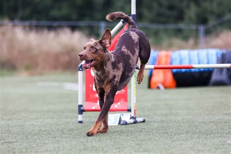 Pes Catahoula při agility