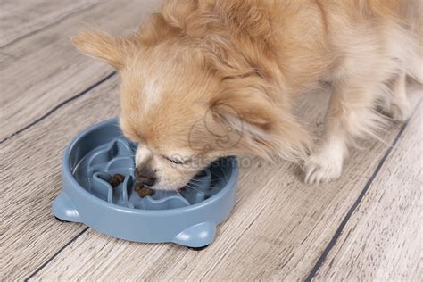 Pes s miskou na spomalené kŕmenie