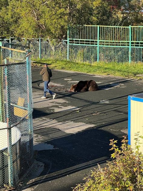 kamera a svedkovia pri udalosti pohryznutia psa