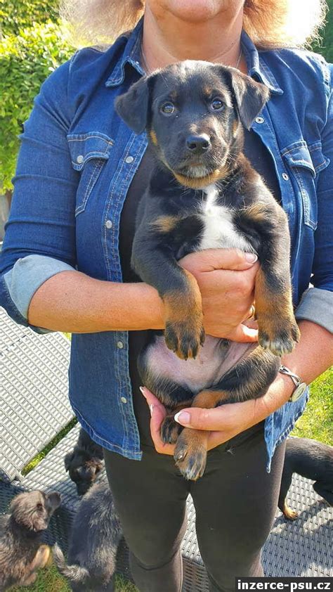 Kříženec border kolie a labradora: vizuálne ukážky a rozloženie hlavných vlastností