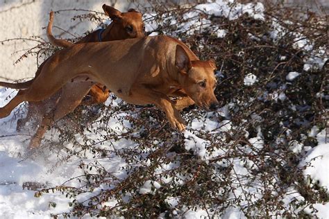 Rodézsky ridgeback pri práci ako farbiar