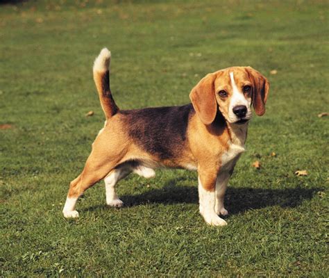 História plemena Beagle