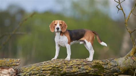 Vzhľad psa Beagle