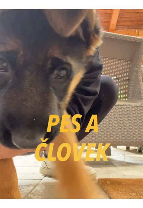 Infografika so 10 znakmi lásky psa k človeku