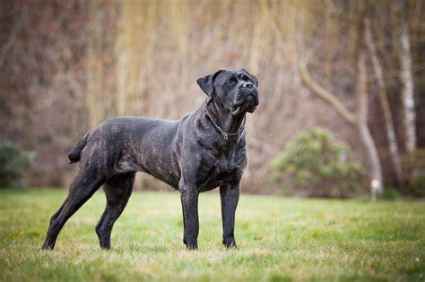 Infografika: Porovnanie Cane Corso a Nemeckého ovčiaka (výška, váha, plemenné vlastnosti)