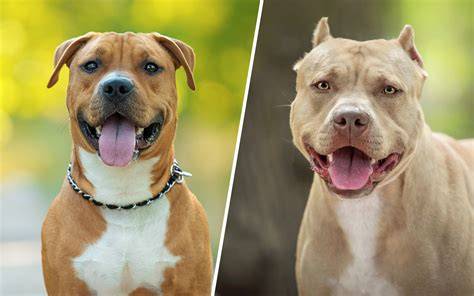 Obrázok porovnania exteriéru Amstaff, Pitbull a Staffbulterier