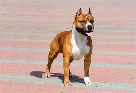 Infografika porovnania temperamentu AMSTAf a Pitbull