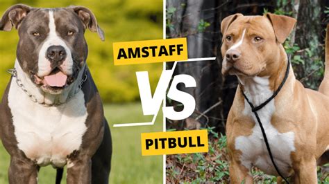 Tabuľka: Porovnanie dôležitých parametrov Amstaff vs Pitbull vs Staffbulterier