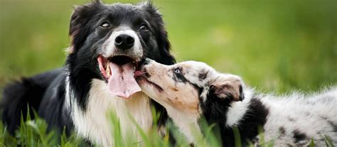 Dva psy sa zoznamujú na neutrálnej pôde